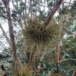 Tillandsia recurvata Blad