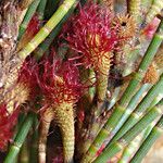 Casuarina collina