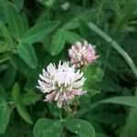 Trifolium hybridumKvět