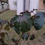 Jatropha gossypiifoliaLehti