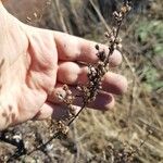 Artemisia campestris Květ