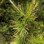 Larix occidentalis Hoja