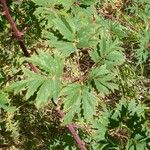 Rubus LaciniatusFeuille