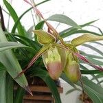 Phragmipedium longifolium Flor