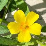 Ludwigia grandiflora Blomst