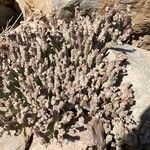 Caralluma arabica Flor