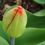 Tulipa agenensis Flower