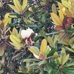 Magnolia grandifloraKwiat