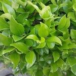 Ligustrum japonicum Folha