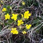 Potentilla verna Blüte