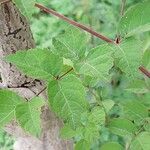 Aralia elata Leaf