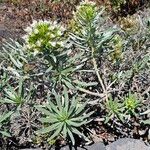 Echium brevirame List