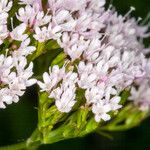 Valeriana tripteris Цвят