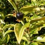 Sarcococca confusa Frucht