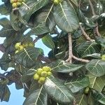 Ficus obtusifolia Fruit