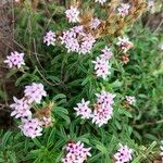 Arenaria purpurascens Blomst