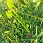 Vigna luteola Frukto