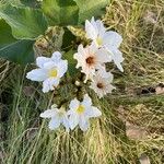 Cordia boissieri Cvet