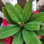 Euphorbia milii Hoja