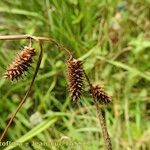 Carex mairei Blodyn