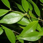 Myrciaria floribunda Feuille