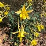 Aquilegia chrysantha Fiore