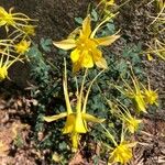 Aquilegia chrysantha Blüte
