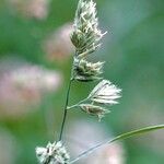 Dactylis glomerata Leaf