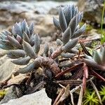 Sedum sediforme Φύλλο