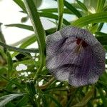 Nesocodon mauritianus Flower