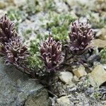 Castilleja nana Hábito