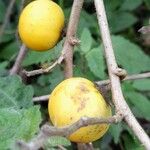 Solanum viarum Fruit