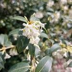 Phillyrea latifolia Flower