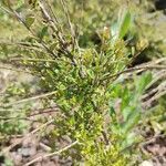 Flueggea tinctoria Leaf