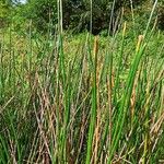 Eleocharis elegans Habitus