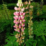 Lupinus polyphyllus Квітка