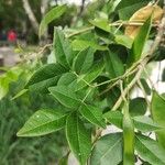 Albizia adinocephala Blatt