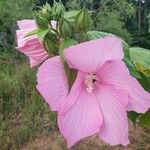 Hibiscus grandiflorus Цвят