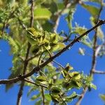 Combretum molle Fruit