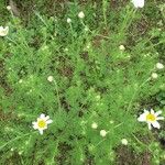 Anthemis cotula മറ്റ്