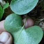 Asarum europaeum Leaf