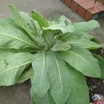 Verbascum phlomoidesLeaf