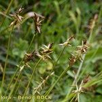 Carex pyrenaica Frutto