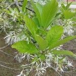 Chionanthus virginicus Leaf