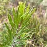 Asclepias linaria Ліст