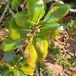 Casasia clusiifolia برگ