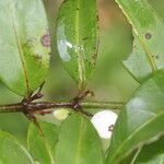 Chiococca alba Fruchs