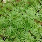 Dicentra canadensis Folha
