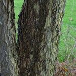 Gymnocladus dioicus Bark