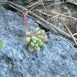 Sedum rubens Hoja